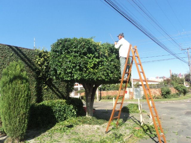 Poda profissional de árvores e arbustos